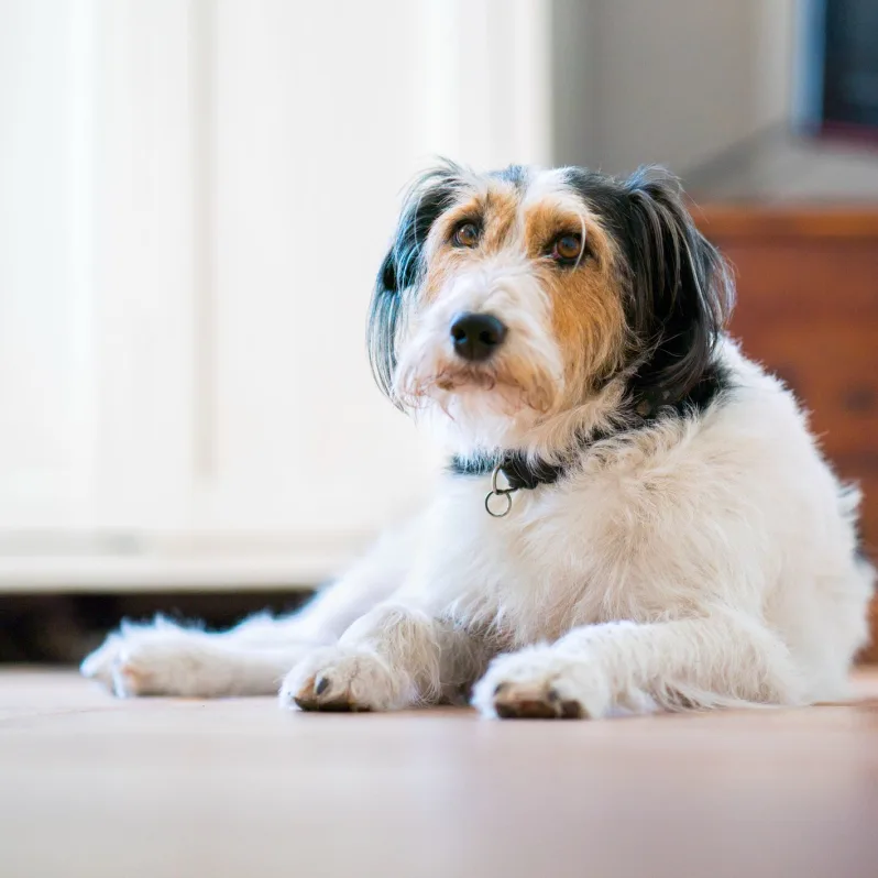 dog that looks like an old man