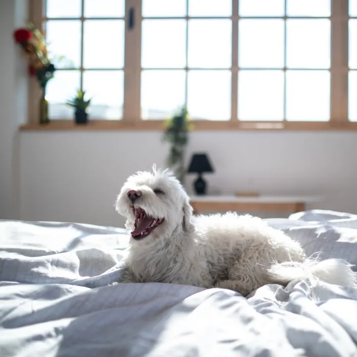 white dog yawning